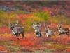 criosoles-caribou-the-canadian-nature-geographer