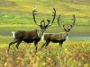 criosoles-tundra-caribou-factzoo-com
