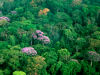 forest_on_barro_colorado-wikipedia