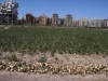 huerta-valenciana-moderna