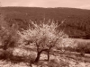 ibi-alcoy-11