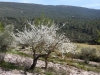 ibi-alcoy-14