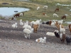 llamas-en-el-altiplano-boliviano