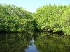   Manglar de Tilpa, vista interior 3. Foto: Juan José Ibáñez                             