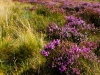o_Landas