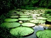 o_amazonas