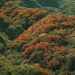 o_deciduous-forest