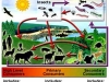 o_foodweb2