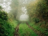 o_hedgerow
