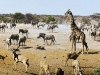 o_namibia_etosha_md