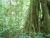 o_selvadentro