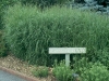 o_switcgrass