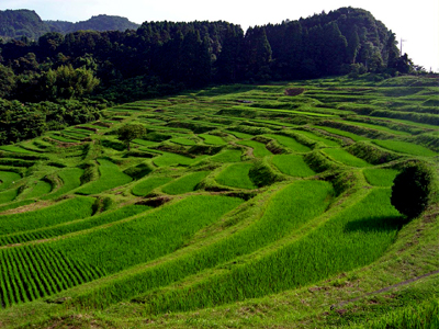 Producción de arroz desarrolla tecnologia para siembra en tierras de montaña