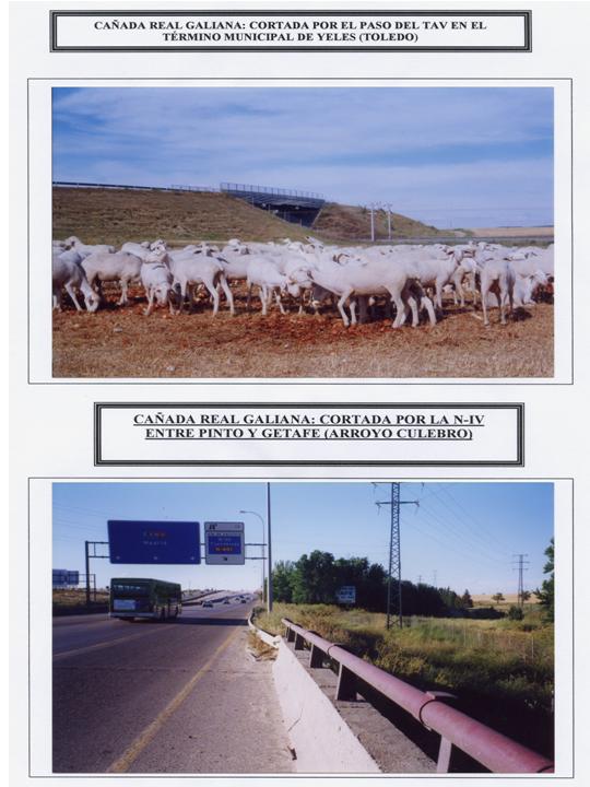 Las ovejas merodean y recuerdan Cañadas que fueron y ya no son