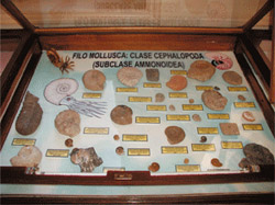 Coleccin de paleontologa sistemtica de invertebrados