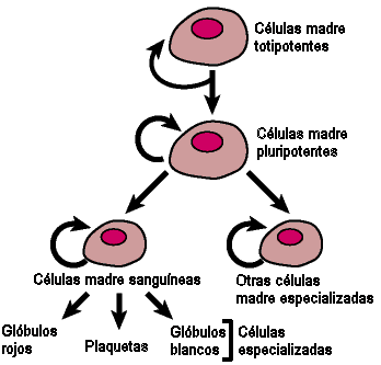 Evolucin de la clulas madre