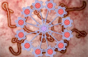 Unión de doce fullerenos, cada uno con diez azúcares, sobre otro fullereno central, imitando la presentación de los carbohidratos que envuelven al virus del ébola. / N. Martin y B. Illescas