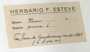 Etiqueta de Herbario de F. Esteve