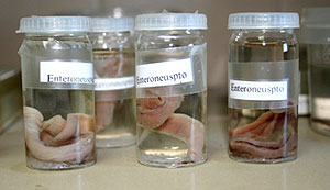 Colecciones de invertebrados no artrópodos