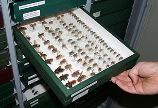 Cajas con ejemplares entomológicos