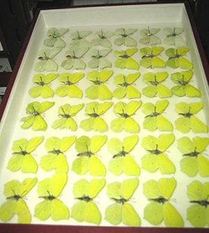 Cajas entomológicas