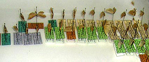 Cajas con material entomológico