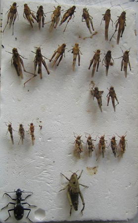 Caja entomológica con material de Eugenio Morales Agacino