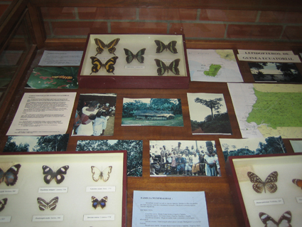 Vitrina de lepidópteros africanos