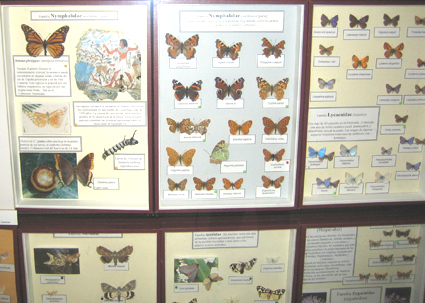 Colección lepidopterológica