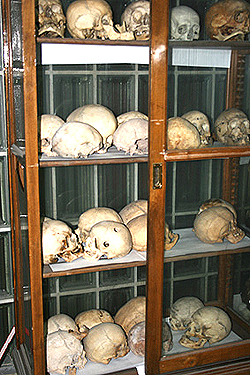 Cráneos de la colección Olóriz