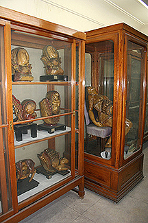 Vitrinas del Museo de Anatomía Humana