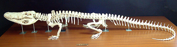 Esqueleto de vertebrado