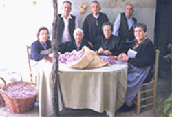 Mujeres esbrinando azafrán en Castilla la Mancha