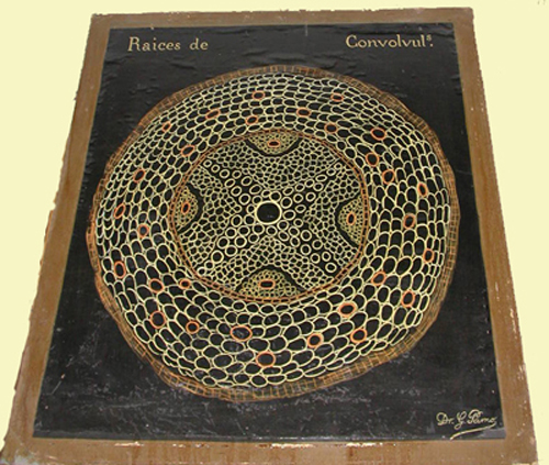 Lámina de raíz de Convolvulus en la colección Gómez Pamo