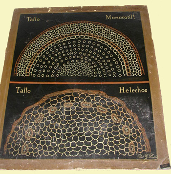 Láminas mostrando cortes de tallo de helecho y monocotiledónea de la colección Gómez Pamo