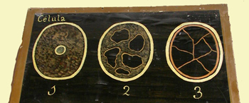 Imagen de tres tipos celulares en la lámina I de la colección Gómez Pamo