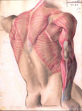 Estudio de músculos de espalda y brazos