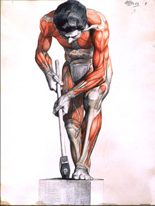 Estudio de músculos de hombre agachado