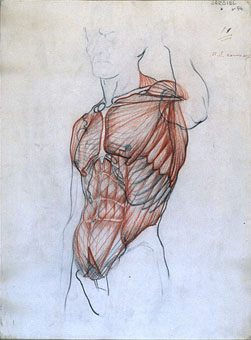 Estudio de músculos del torso