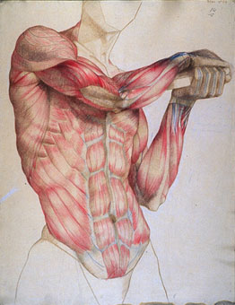 Estudio de músculos de tronco