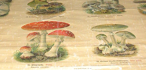 Detalle de lámina mural dedicada a cuerpos fructíferos de hongos