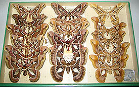 Cajas entomológicas con lepidópteros