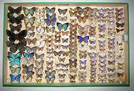 Cajas entomológicas con lepidópteros