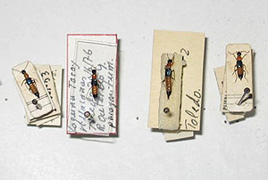 Material entomológico etiquetado