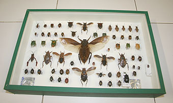 Caja entomológica con insectos exóticos