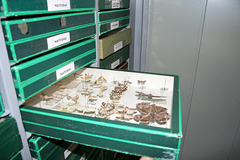 Vista general y detalle de uno de los armarios que contiene la colección entomológica
