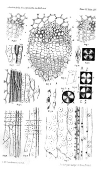Grabado de su estudio micrográfico de la madera de las coníferas españolas