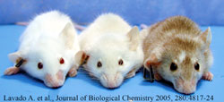 Modelos animales para el estudio de alteraciones en la pigmentacion.Autor: Llus Montoliu