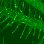 Penetracin e infeccin de un hongo patgeno, identificado en verde bajo luz UV, en una raz de Arabidopsis thaliana. Autores: Andrea Chini y Roberto Solano