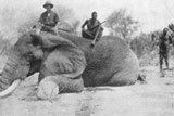 El elefante recién cazado